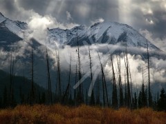 ALBERTA Eagle in Banff National Park